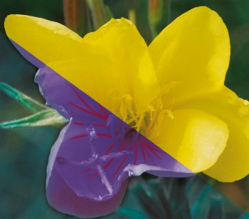 Chez l’onagre, l'ultraviolet dessine des faisceaux de traits convergeant au centre des pétales, ici représentés en rouge. Un balisage qui révèle immédiatement à l'abeille où se trouve la source du nectar. Chez l’onagre, l'ultraviolet dessine des faisceaux de traits convergeant au centre des pétales, ici représentés en rouge. Un balisage qui révèle immédiatement à l'abeille où se trouve la source du nectar.