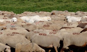 La fondation Jean-Marc Landry pour la cohabitation loup-pastoralisme loups chiens et moutons Fondation Jean-Marc Landry