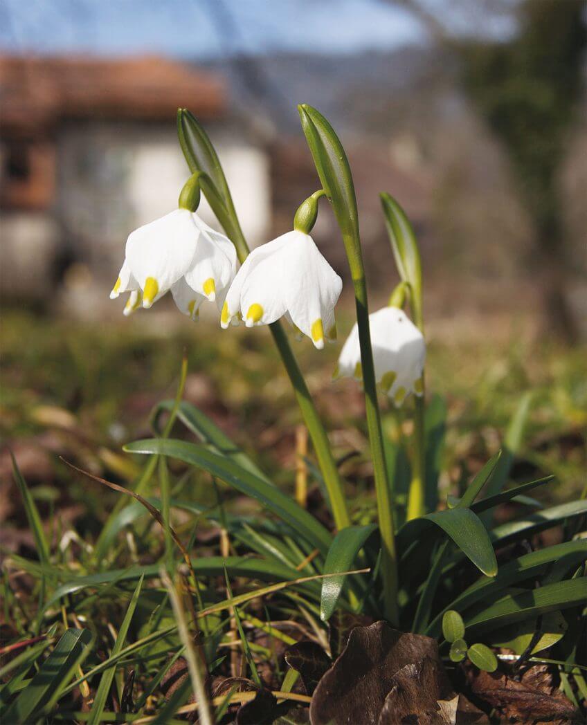 bulbeuse toxique nivéole fleur