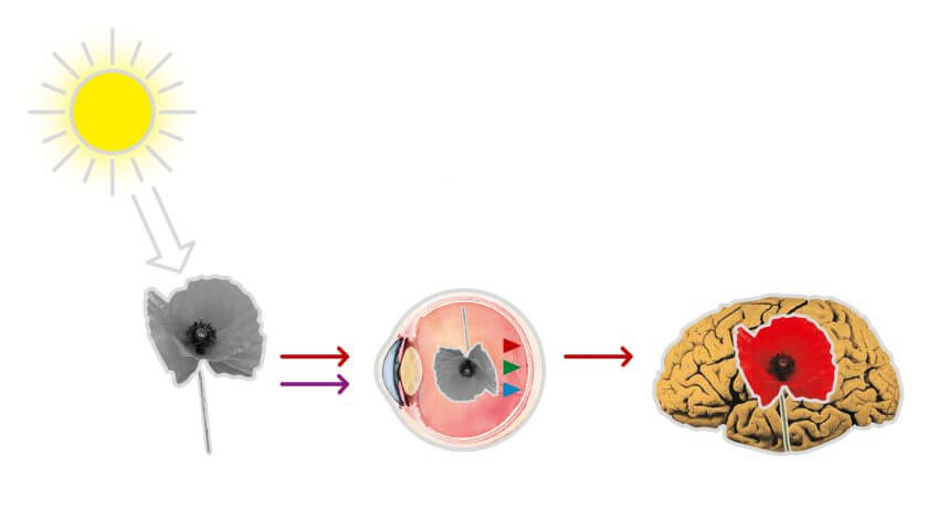 Comment le coquelicot nous apparait comme rouge. dessin schéma perception soleil image oeil cerveau