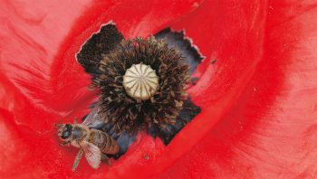 Coquelicot et abeille Coquelicot et abeille