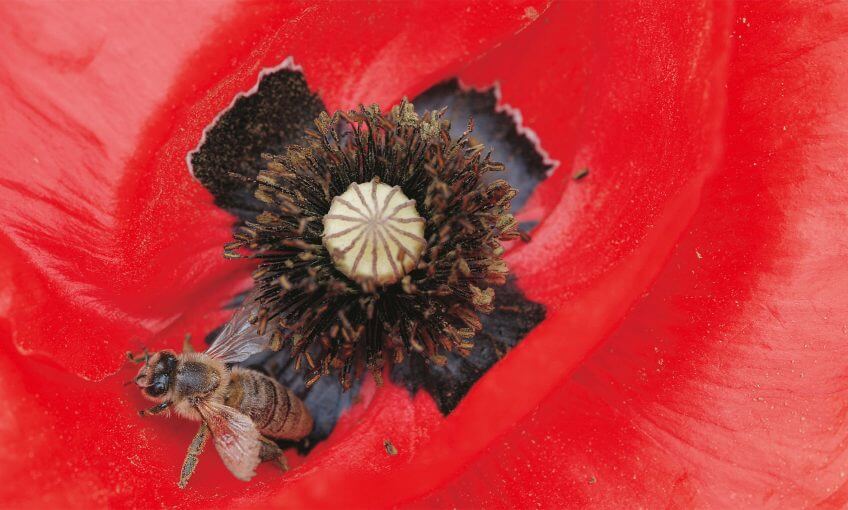 Coquelicot et abeille Coquelicot et abeille