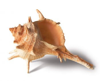 pigment Coquille de murex