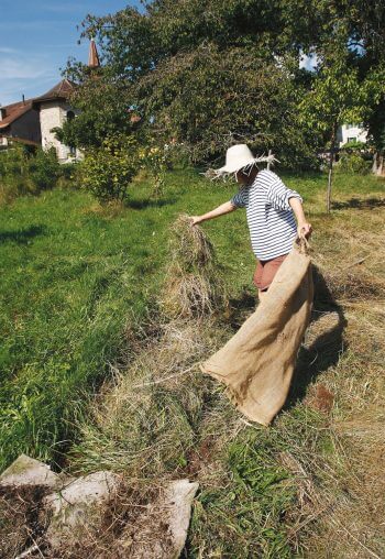Couvrez la terre nue avec du « foin de fleurs » récolté sur un talus maigre ou ensemencez avec des graines de fleurs sauvages (marguerite, sainfoin, salsifis, origan, campanule...).
Couvrez la terre nue avec du foin fleur sauvage
