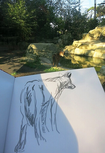 Coulisse du dossier loup à Paris avec Tsunéhiko Kuwabara, dessin nature Kuwabara loup Paris