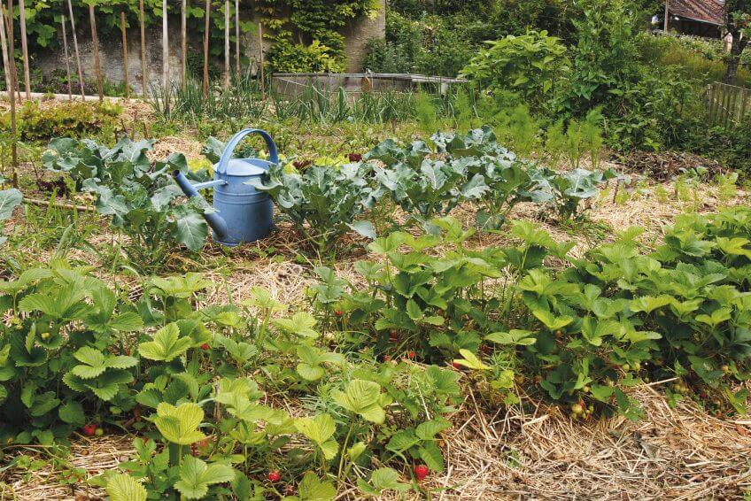 Dans un potager, un sol recouvert de paille permet d'éviter son déssèchement. potager paille arrosoir