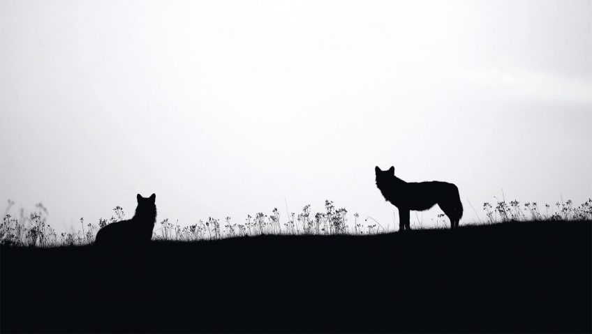 Abécédaire pour tout savoir sur le loup - La Salamandre Abécédaire pour tout savoir sur le loup - La Salamandre