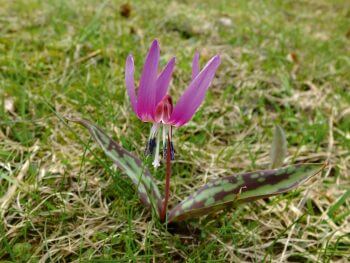 Dent-de-chien en fleur en avril / © Sophie Giriens
