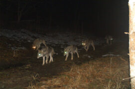 Des loups pris en photo dans les Grisons - La Salamandre / © René Gadient