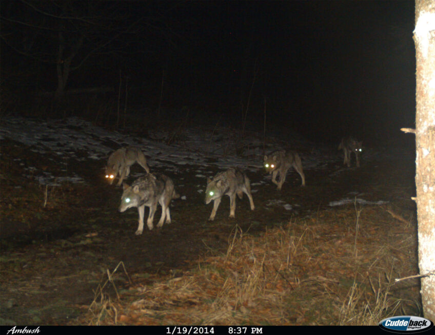 Des loups pris en photo dans les Grisons - La Salamandre