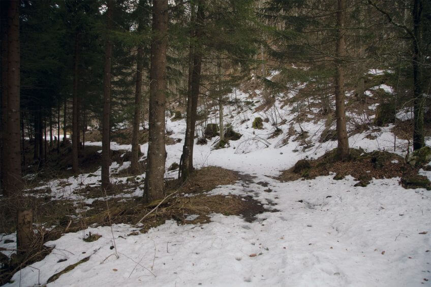 Des traces de raquettes et des pas dans la neige témoignent de la fréquentation de cette forêt.  forêt neige passage Reportage autour des loups du Calanda dans les Grisons - La Salamandre