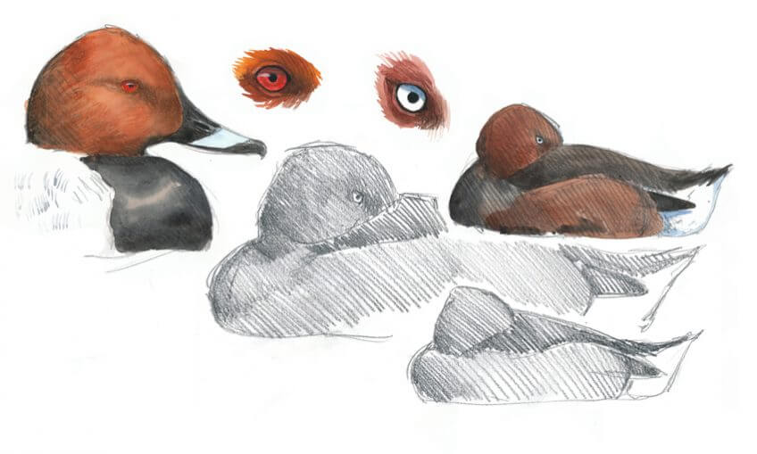 canards yeux dans les yeux Leparoux