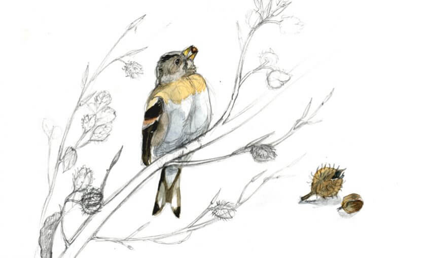 Pinsons du Nord et hêtre Maeva Arnold