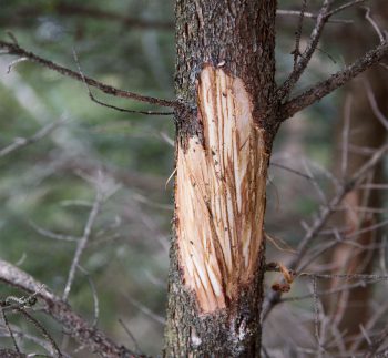 Ecorçage de cerf / © Alessandro Staehli