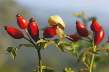 Eglantier / © Benoît Renevey