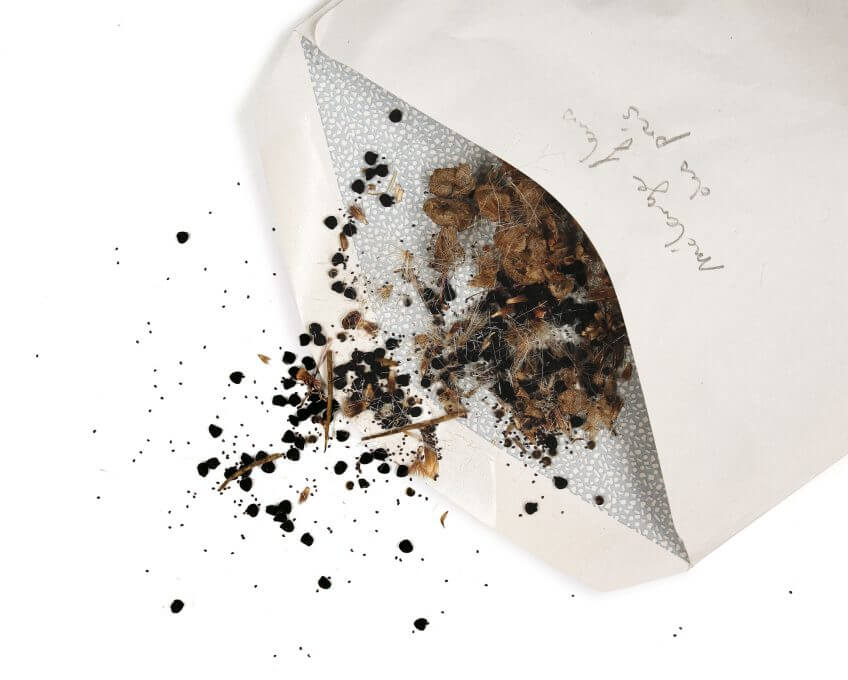 Emportez lors de vos balades un sac en tissu ou des enveloppes en papier pour récolter des graines de plantes sauvages. Vous les sèmerez de préférence en été ou en automne. Beaucoup d’espèces ont besoin du froid hivernal pour pouvoir germer l’année suivante. graine semence enveloppe fleur sauvage