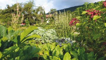 En Suisse comme en France, des campagnes sont en cours pour convaincre les jardiniers de renoncer aux pesticides. Un choix qui n’empêche nullement d’avoir de beaux légumes !