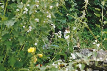 En Suisse, on compte à peu près 50 à 60 chats au km 2 dans les régions de basse altitude. Oiseaux et lézards vivent dangereusement. chat jardin prairie