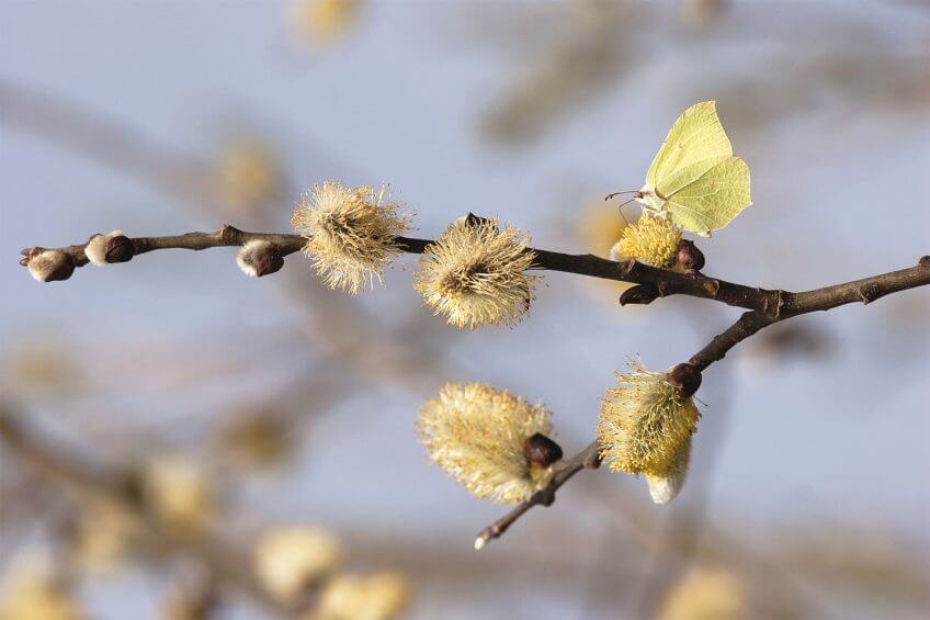 chaton de saules papillon citron