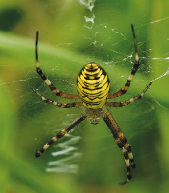 Epeire fasciée toile