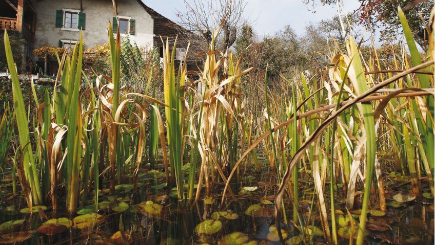 Etang artificiel Etang artificiel mare nénuphar