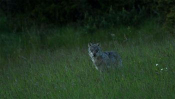 Extrait du long-métrage «La vallée des loups»