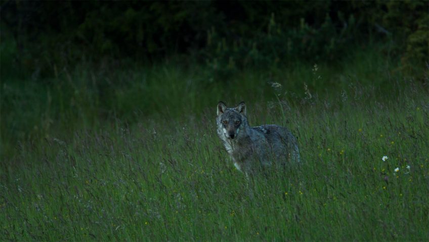 Extraits du livre La vallée des loups - La Salamandre