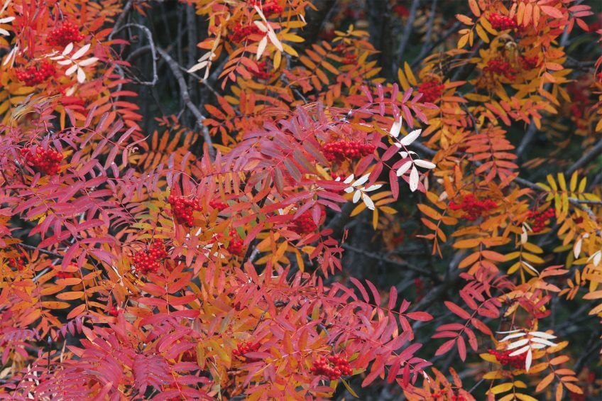 Feuilles sans chlorophylle, en automne rouge fruit baie