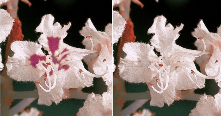 Fleur de marronnier fécondée vue par les humains à gauche, et par les insectes à droite. Les tâches devenues rouges ne sont pas visibles par les butineurs. Fleur de marronnier fécondée vue par les humains à gauche, et par les insectes à droite. Les tâches devenues rouges ne sont pas visibles par les butineurs.