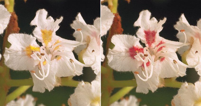 Fleur de marronnier non fécondée vue par les humains à gauche, et par les insectes à droite. Fleur de marronnier non fécondée vue par les humains à gauche, et par les insectes à droite.