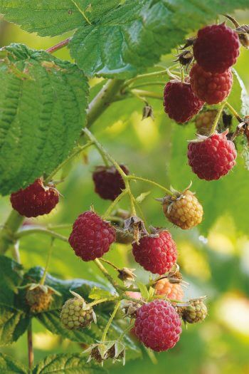 framboises