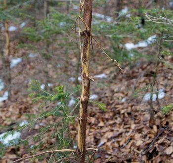 Frottis de cerf / © Alessandro Staehli