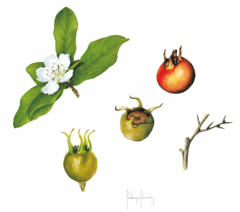 Compote de nèfles meringuée