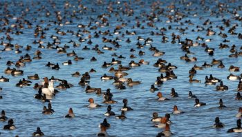 Fuligules milouins et morillons en hivernage sur le lac de Neuchâtel.