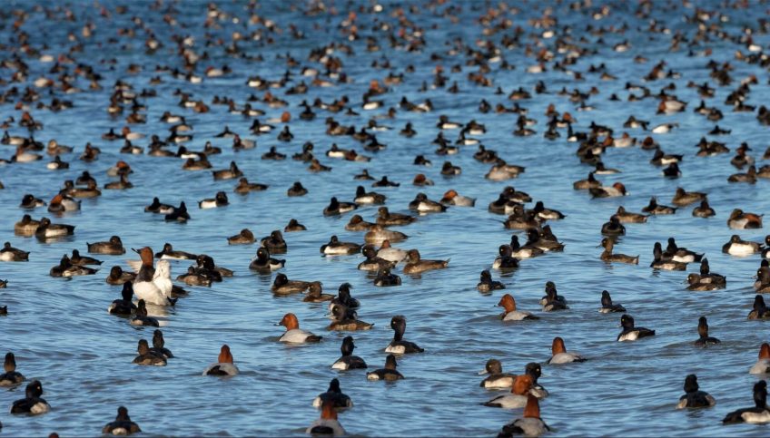 Fuligules milouins et morillons en hivernage sur le lac de Neuchâtel Suisse canards