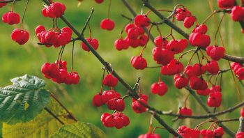 Fusain d'Europe / © Benoît Renevey