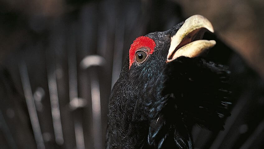 Grand coq de bruyère Grand coq de bruyère portrait