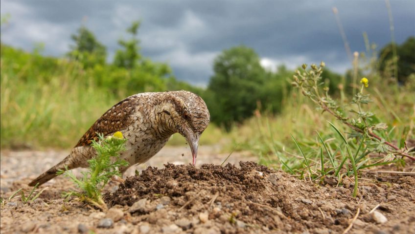 Concours photo 2016 de la Station ornithologique suisse - La Salamandre concours photo Torcol fourmilier
