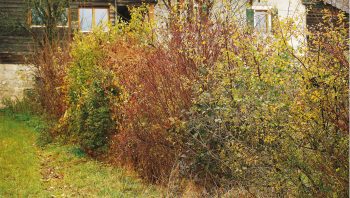 Haie champêtre Haie champêtre