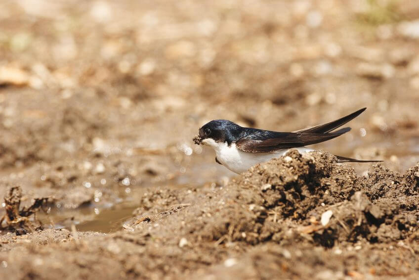 Hirondelle de fenêtre Hirondelle de fenêtre sol terre