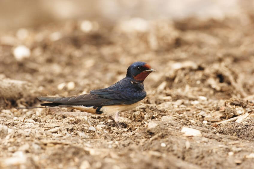 Hirondelle rustique Hirondelle rustique terre sol