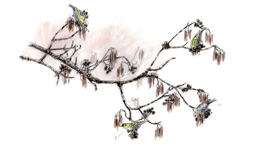 Un cirque de tarins des aulnes - La Salamandre dessin tarin des aulnes