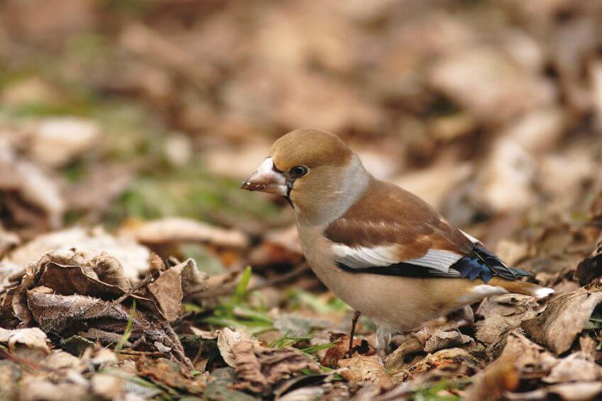 Il faut exercer une pression de 40 kg pour fendre un noyau de cerise. Un jeu d’enfant pour le grosbec ! grosbec