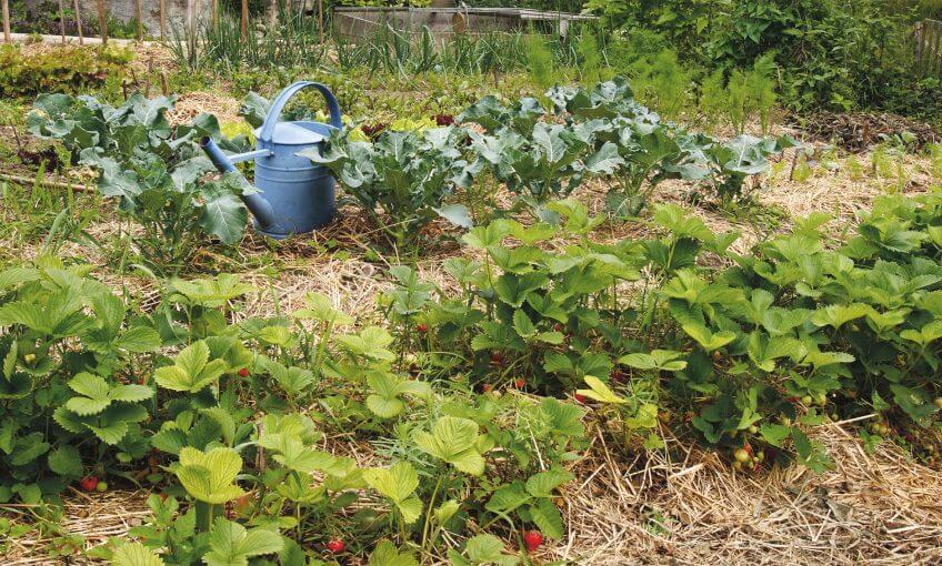 jardin naturel fraisier arrosoir