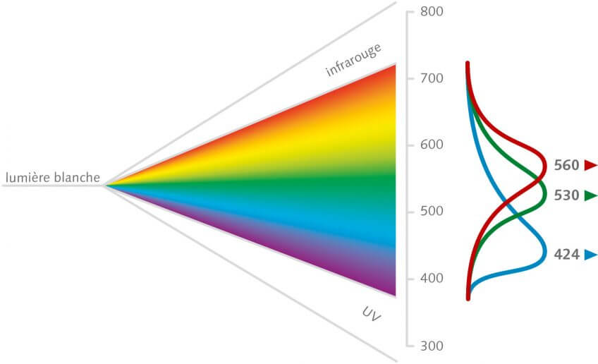 La couleur de la lumière selon les différentes longueurs d'onde (en nanomètres). La couleur de la lumière selon les différentes longueurs d'onde schéma