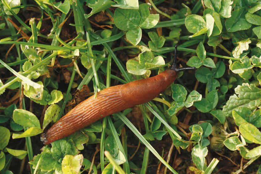 La limace rouge sécrète un mucus collant qui la protège à la fois de la sécheresse et des oiseaux. Cette potion ne la met toutefois pas à l’abri de la hargne du jardinier. limace rouge