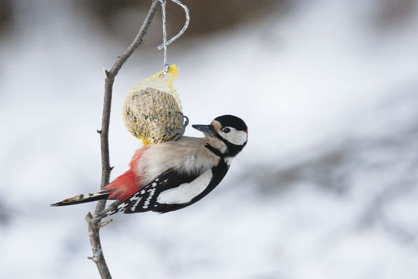 Le pic épeiche s’approche volontiers des maisons et des jardins arborés. S’il se nourrit principalement d’insectes capturés dans le bois et de fruits secs, il ne dédaigne pas les boules énergétiques que nous destinons aux mésanges. pic épeiche boule nourriture