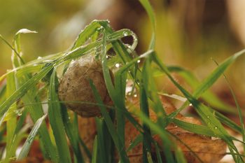 épeire fasciée enrobe ses œufs d’un cocon