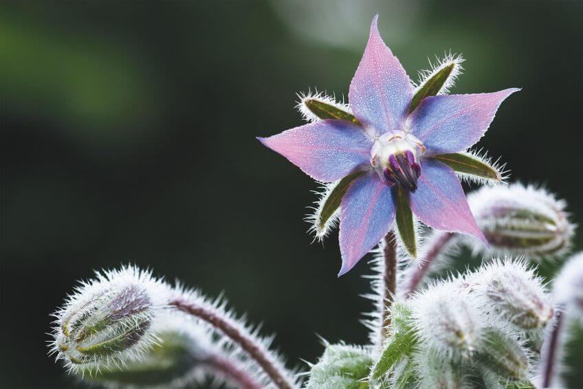 Les bourraches se ressèment un peu partout au potager. Très mellifères, leurs fleurs en étoile attirent de nombreux insectes. Comestibles, elles donnent un peu de couleur et de piment à nos salades. bourrache