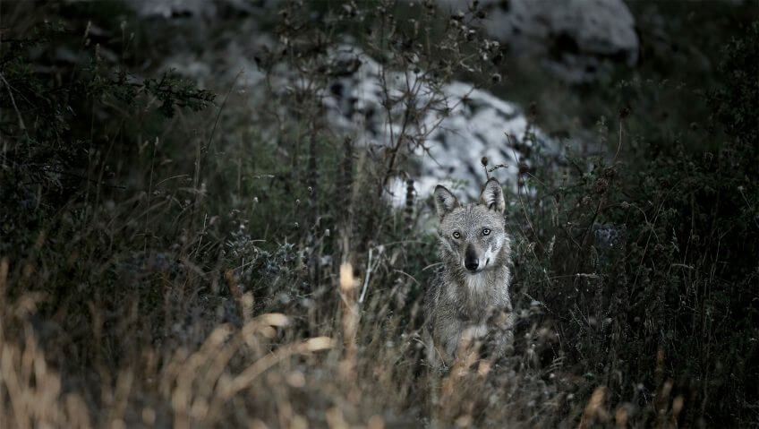 Les lieux-dits qui se réfèrent au loup se comptent par milliers. Abécédaire pour tout savoir sur le loup - La Salamandre Abécédaire pour tout savoir sur le loup - La Salamandre